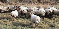 weidende Schafe
