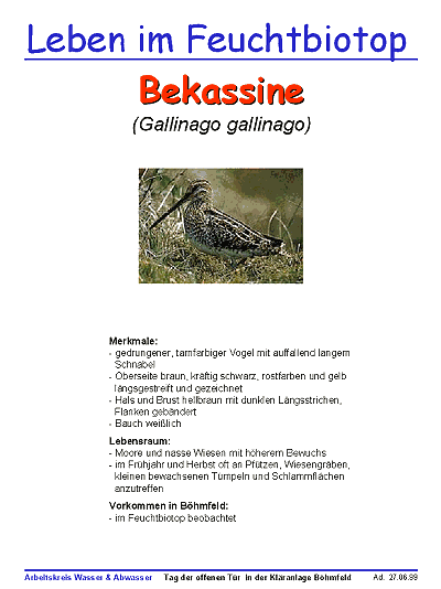Bekassine