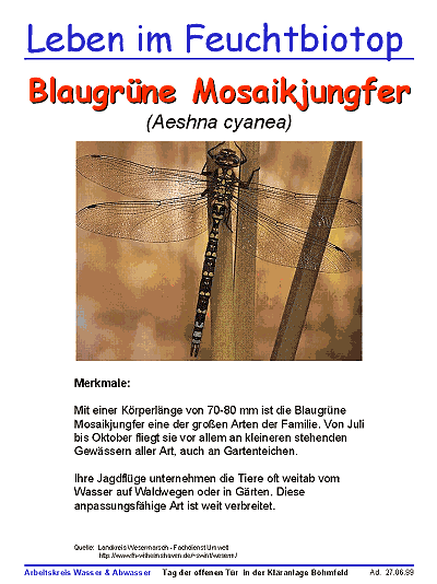 Blaugrne Mosaikjungfer