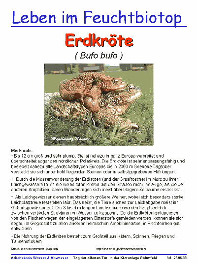 Erdkroete