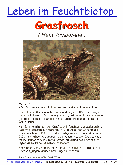 Grasfrosch