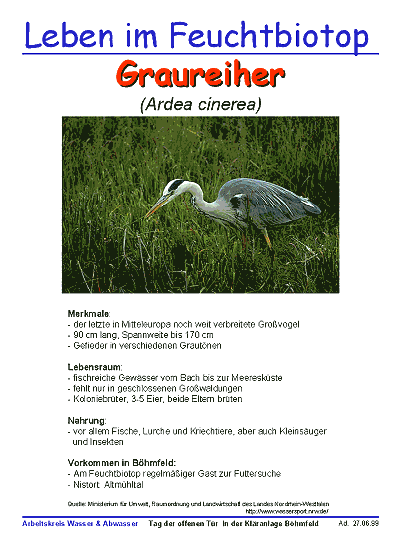 Graureiher