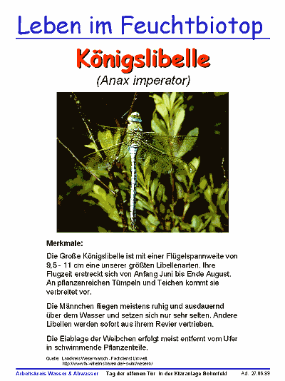 Koenigslibelle