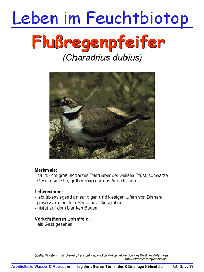 Fluregenpfeifer