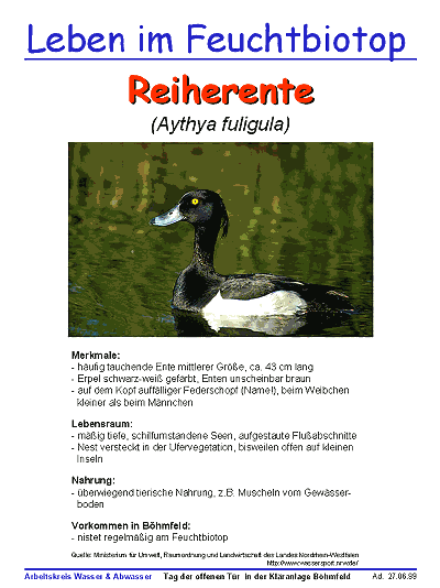 Reiherente