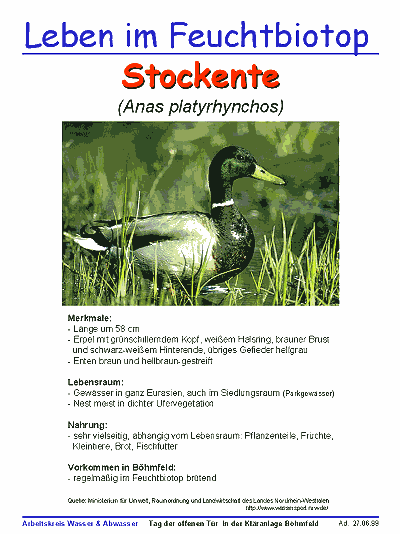 Stockente