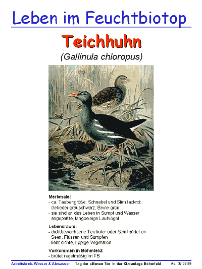 Teichhuhn