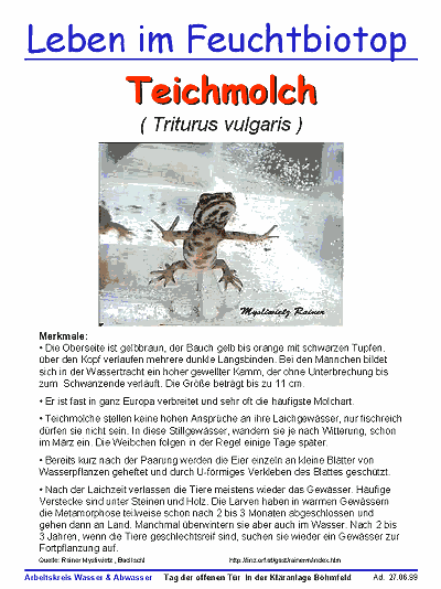Teichmolch